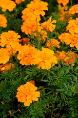 Mexican marigold, or African marigold is a flowering annual herb belonging to the Asteraceae family. tagetes erecta.