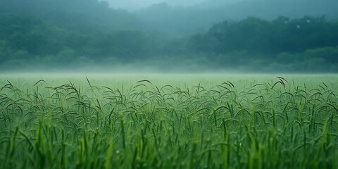 Misty morning in a lush green rice paddy field.