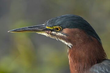 Close-up of a green heron with vibrant plumage.