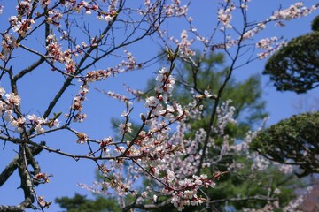北海道の春