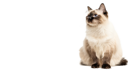Cute Birman Cat Sitting Isolated on White Background with Playful Expression and Soft Fur