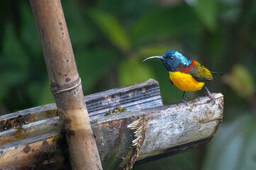 Green-tailed Sunbird.