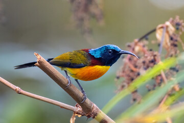 Green-tailed Sunbird. 