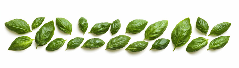 Fototapeta premium Fresh Basil Leaves Arranged in a Row on White Background. A vibrant display of green herbs, perfect for culinary use or decoration, showcasing their natural beauty.