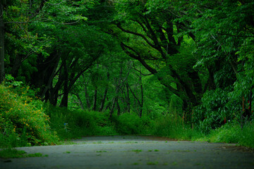 緑豊かな森の小道と自然の風景