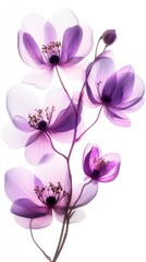 Fototapeta premium Stunning X-Ray Floral Arrangement in Vibrant Purple Hues. Delicate Petals and Stems, Capturing the Essence of Springtime Nature. An Exquisite Floral Art Piece for Home Decor.