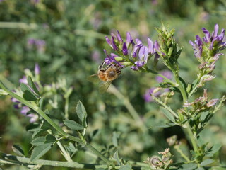 Closeup of a honey bee collecting nectar from wild flowers, Colorado © Ted