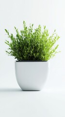 A Pristine Potted Plant, Exquisitely Captured. A Verdant Oasis in a Modern Container. A Showcase of Nature's Beauty in a Simple Setting.