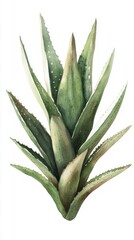 Fototapeta premium A Striking Watercolor Aloe Illustration: Lush Green Leaves in Exquisite Detail