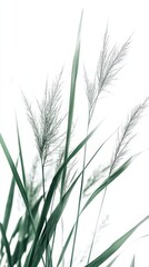 Fototapeta premium 372. 22. a close up texture on water plant, texture focus, isolated on a white background, --ar 9:16 --v 6.1 Job ID: 11d25660-8e95-496e-a575-6035a2a69f8b