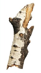 Naklejka premium A captivating close-up of a fractured birch tree bark. A testament to the natural beauty and intricate textures found in the forest. Nature's artistry on full display.