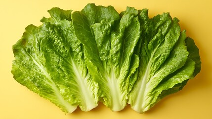 Fresh green lettuce leaves arranged on yellow background.