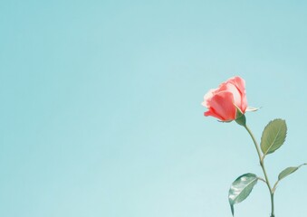 Obraz premium Elegant Rose Blooming Against Blue Sky Background A Symbol of Spring and Natures Beauty