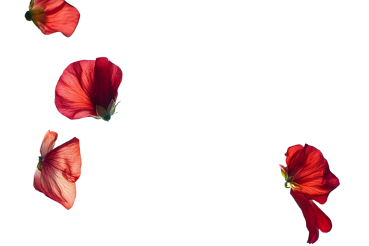 Falling flowers with red petals in the air, spring season.