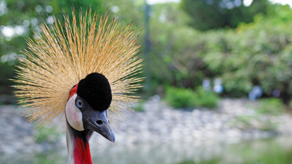 ホオジロカンムリヅルの近接撮影写真 マクロ