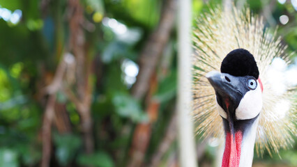 ホオジロカンムリヅルの近接撮影写真 マクロ