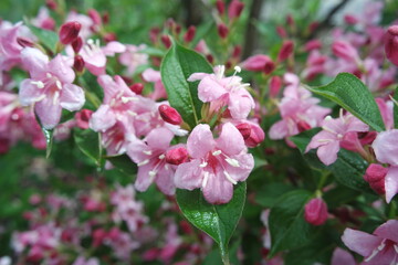 Weigela florida Pink Flowers With Green Leaves Background