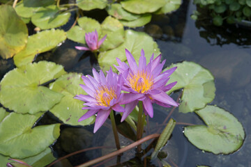 Water Lilies In Bloom With Long Stalks And Green Leaves In Pond Background