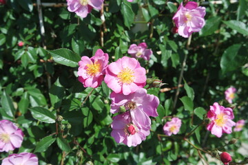 Beautiful Blooming Pink Rose Flowers In Garden Background
