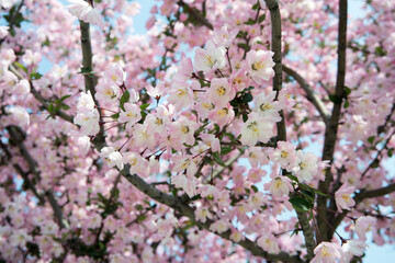 Malus halliana Hall Crabapple Pink And White Flowers Background