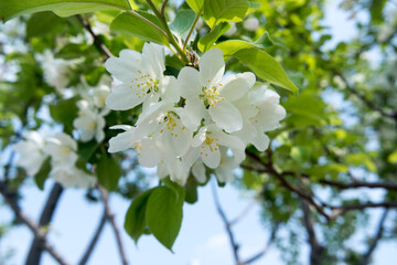 Malus prunifolia Crab Apple Tree White Flowers With Green Leaves In Field Background