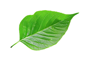 a green leaf on an isolated background