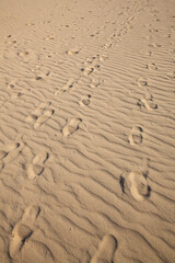 秋の鳥取砂丘とその紋様 鳥取県 鳥取砂丘