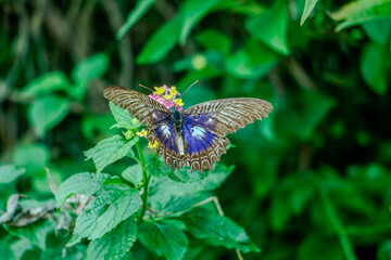 The Clipper Parthenos Sylvia butterfly has fully open wings decorated with blue on fresh green leaves