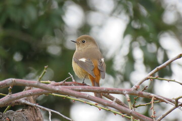 Bird Brown-12