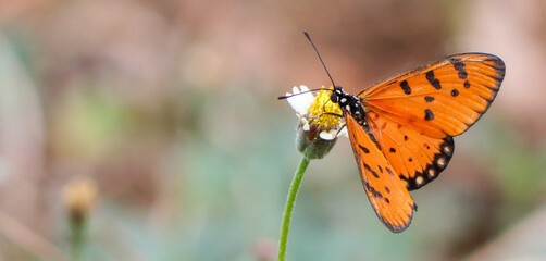 Butterfly on a flower