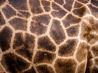Giraffe skin