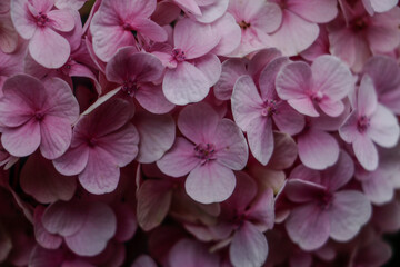 Closeup of pink Hydrangea flowers. Beautiful hydrangea blooming in the summer garden. Beautiful pink and white hydrangea flowers close up. Nature background concept
