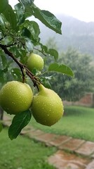 Rain-soaked green apples on a branch, hanging over a lush green lawn with stone pathway.