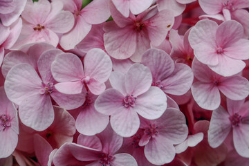 Closeup of pink Hydrangea flowers. Beautiful hydrangea blooming in the summer garden. Beautiful pink and white hydrangea flowers close up. Nature background concept
