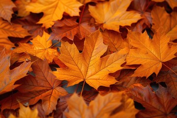 autumn maple leaf back ground UHD Wallpaper