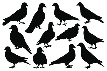 Pigeon silhouettes set isolated flat vector illustration on white background
