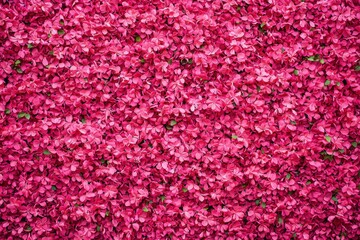 Pink Flower Wall Background Texture