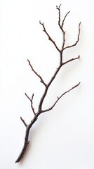 Fototapeta premium Elegant Dry Branch - Minimalist Nature Art