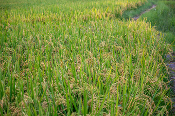 Close-Up of Rice Plants in a Green Field Ready for Harvest