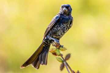 Ein Trauerdrongo freigestellt auf einem Ast sitzend