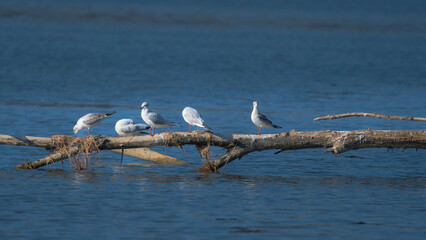 five kittiwake on a log in the water 
rissa tridactyla