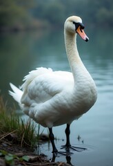 Obraz premium White swan standing at the edge of a body of water
