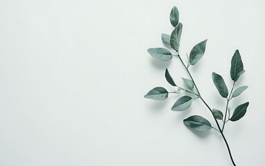 Single sprig of eucalyptus leaves on white background.