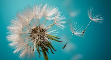 Close-up of dandelion with feathery seeds, ideal for nature-inspired designs