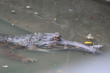 Big crocodile on farm outdoors