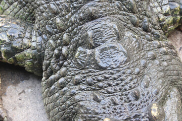 Crocodile skin leathertexture , close up
