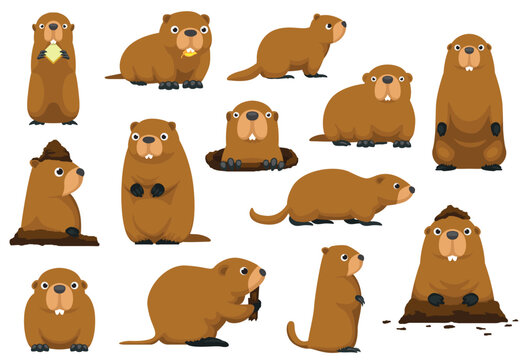 Groundhog Day Woodchuck Marmot Happy Funny Cute Animal Cartoon Isolated Character Various Poses