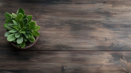 Charming Plant on Wooden Table