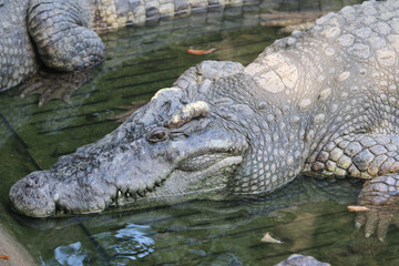 Big crocodile on farm outdoors