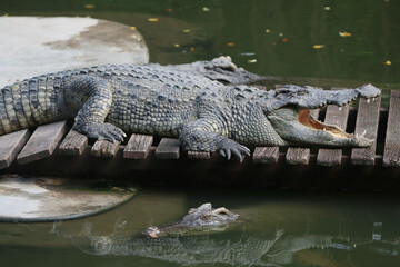 Big crocodile on farm outdoors